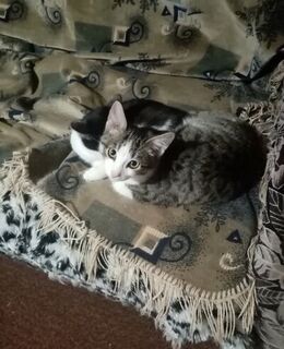 Вадим Никодим